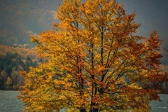 Ob Bohinjskem jezeru - čuvaj jezera v jesenskih barvah.