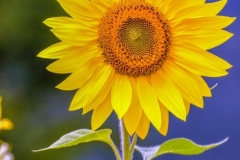 Sončnica. Še ena popolna stvaritev narave.