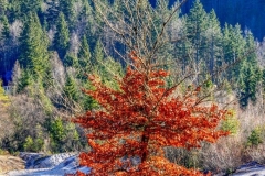 Ob jezeru Jasna, Kranjska gora.