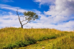 Osamelec na Kolovratu nad Tolminom.