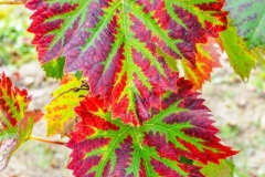 Kras, ko trte zažarijo.