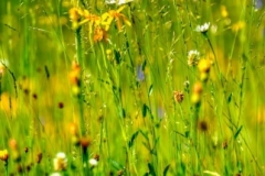 Barvitost poletnega travnika na planini Vogar.