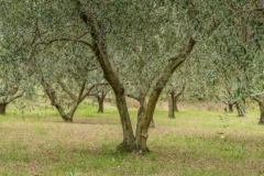 Skrivnostnost oljk, Strunjan.