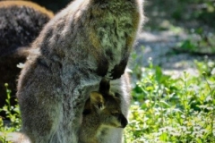 Rdečevrati kengeru z mladičkom