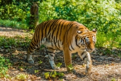 Sibirski tiger