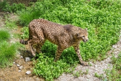 Gepard