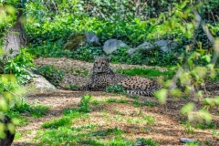 Gepard