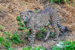 Gepard