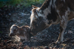 Teliček, ravno se je skotil.