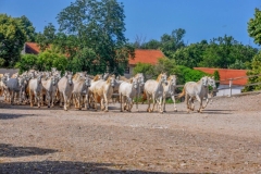 Lipicanci - galop na jutranjo pašo.