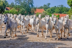 Lipicanci - galop na jutranjo pašo.