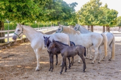 Lipicanci - mladički